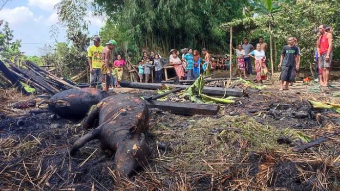 
 Usai Goreng Cacing, Dua Ekor Sapi  Hangus Terbakar