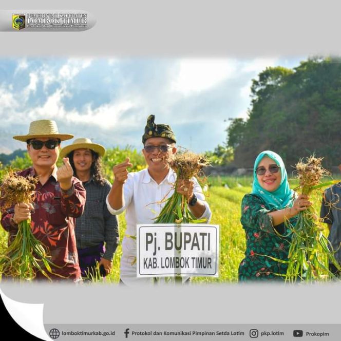 
 Jaga Keseimbangan Harga, PJ Bupati Panen Bawang Putih