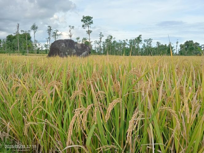 
 Foto : Inilah kondisi gabah petani yang siap di panen