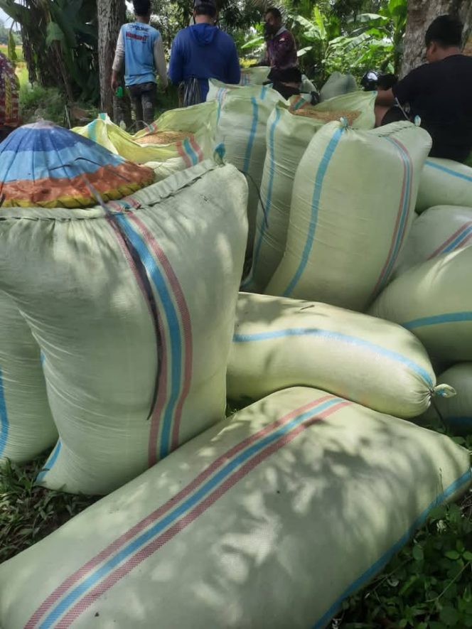 
 Foto : Puluhan Karung Gabah petani yang sudah panen dan siap untuk dijual
