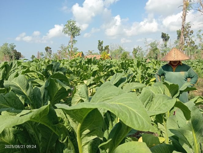
 Foto : Salah satu petani melakukan panen tembakau di wilayah desa Bungtiang Kecamatan Sakra Barat